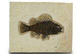 Fantastic Fossil Fish (Priscacara) - Wyoming #327811-1